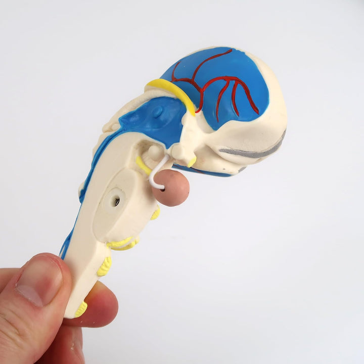 3B Scientific Menschliche Anatomie - Hirnfunktionen-Modell, 8-teilig + kostenlose Anatomie App - 3B