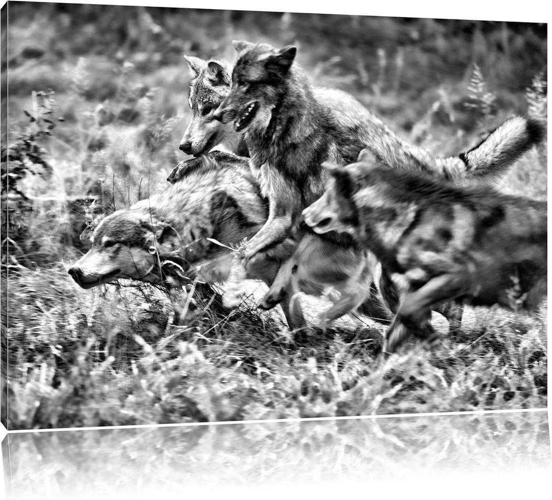 Pixxprint Tobendes Wolfsrudel als Leinwandbild/Grösse: 100x70 / Wandbild/Kunstdruck/fertig bespannt,