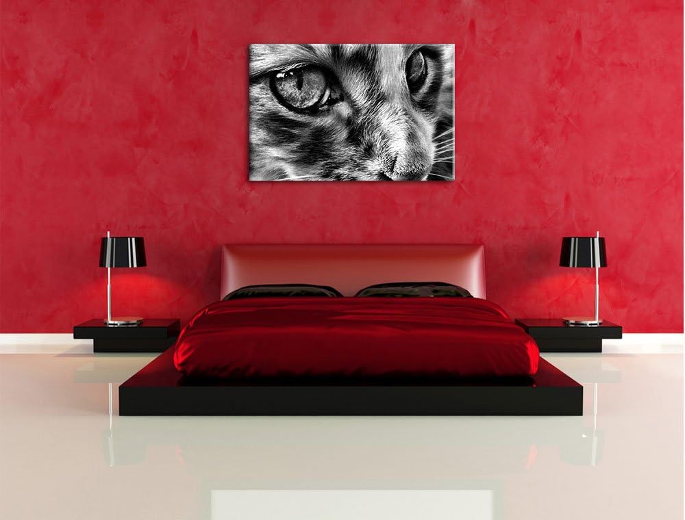 Pixxprint kleine Katze im Seitenprofil als Leinwandbild/Grösse: 100x70 / Wandbild/Kunstdruck/fertig