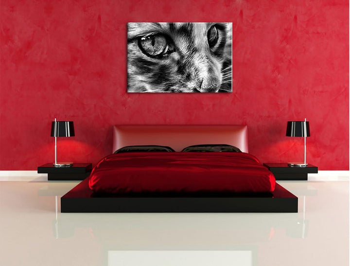 Pixxprint kleine Katze im Seitenprofil als Leinwandbild/Grösse: 100x70 / Wandbild/Kunstdruck/fertig