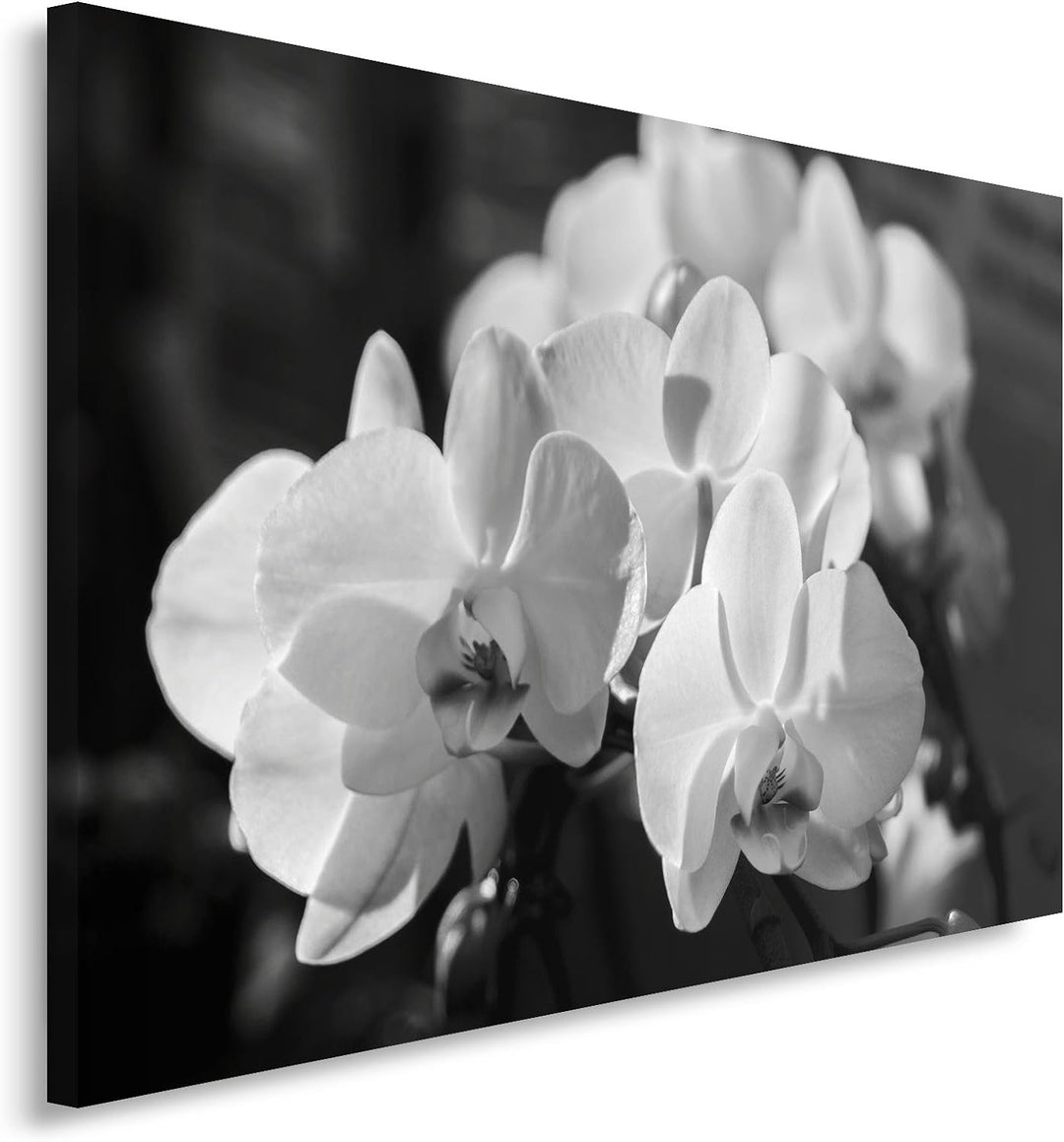 Feeby. Wandbild - 1 Teilig - 50x70 cm, Leinwand Bild Leinwandbilder Bilder Wandbilder Kunstdruck, OR