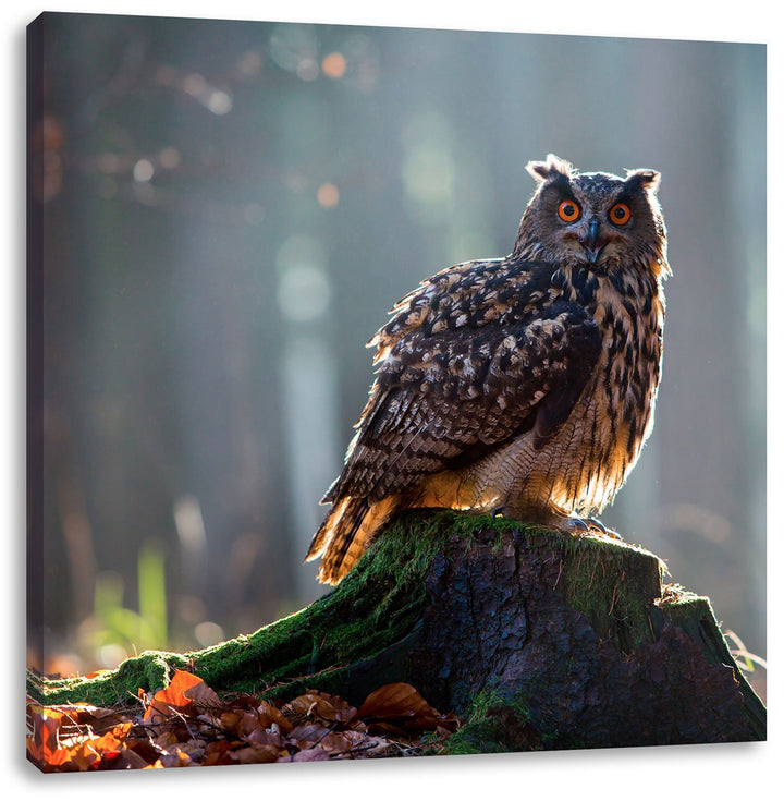 Pixxprint die Eule auf dem Baumstamm als Leinwandbild/Grösse: 70x70 cm/Wandbild/Kunstdruck/fertig be
