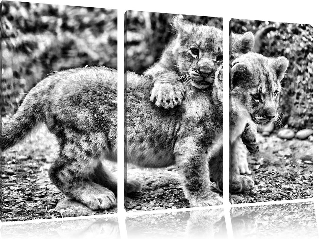 Pixxprint Löwenjunge als Leinwandbild/Grösse: 3 Teilig (120x80) cm/Wandbild/Kunstdruck/fertig bespan