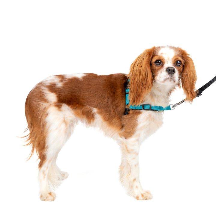 PetSafe Easy Walk Deluxe Anti-Zieh-Geschirr, Verringert Würgen und Husten, Mit Reflektoren ausgestat