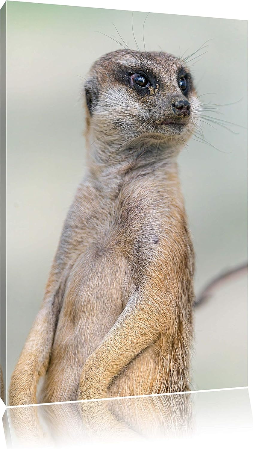 Pixxprint aufmerksames Erdmännchen auf Leinwand, XXL riesige Bilder fertig gerahmt mit Keilrahmen, K