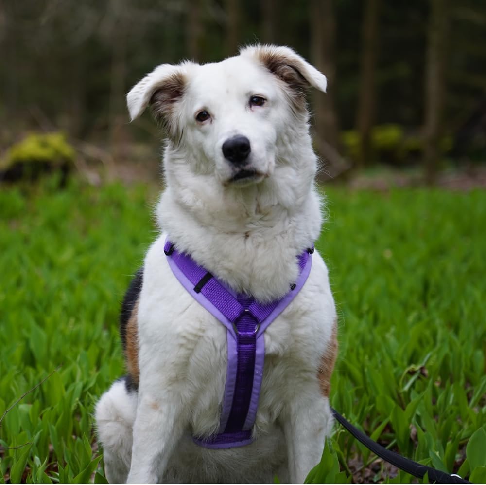 Anny-X Brustgeschirr Fun Lavendel | Hundegeschirr Grösse L-Kurz (Brustumfang 70-86 cm), L-Kurz