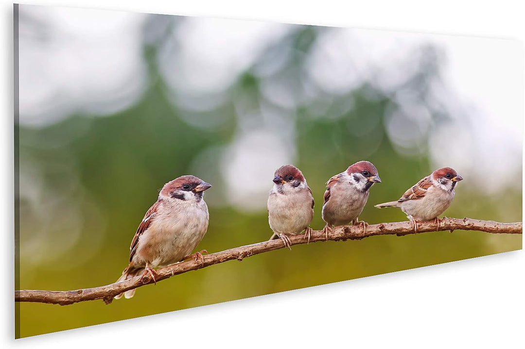 islandburner Bild auf Leinwand Lustige Spatzen Vögel Gruppe Frühling Bilder Wandbilder Poster Leinwa