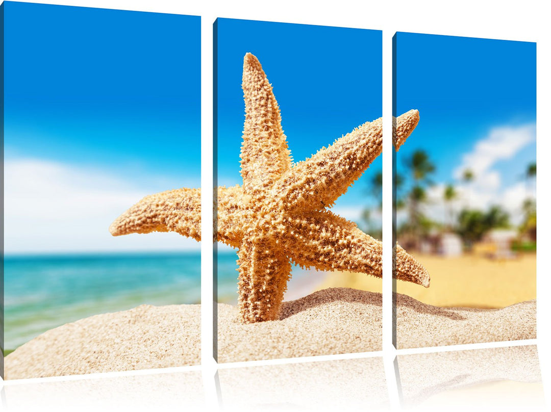 Pixxprint Seestern Palm Beach als Leinwandbild/Grösse: 3 Teilig (120x80) / Wandbild/Kunstdruck/ferti