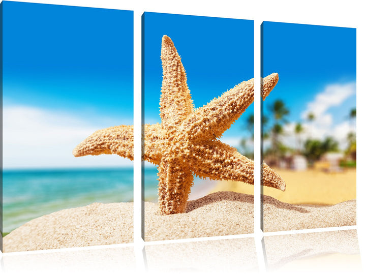 Pixxprint Seestern Palm Beach als Leinwandbild/Grösse: 3 Teilig (120x80) / Wandbild/Kunstdruck/ferti