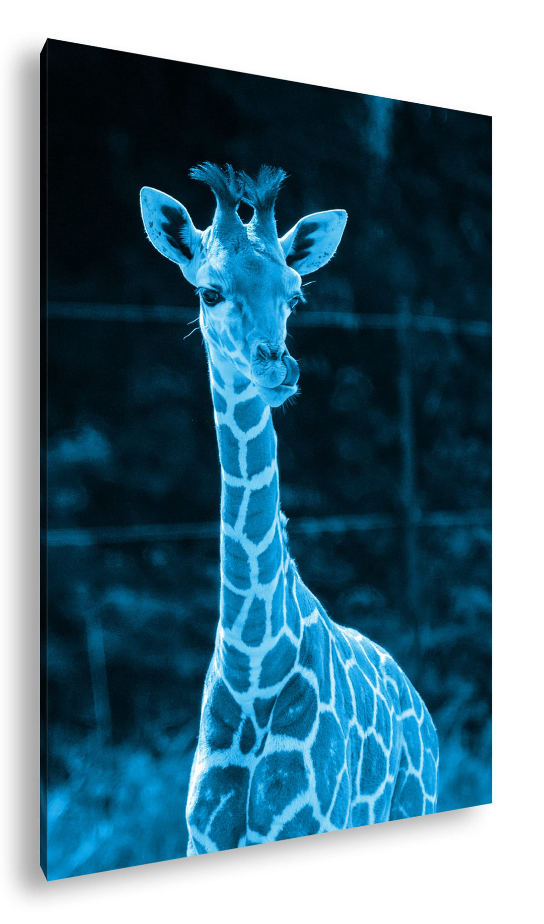 deyoli süsse junge Giraffe Format 100x70 Effekt: Monocrome Blau als Leinwandbild, Motiv fertig gerah