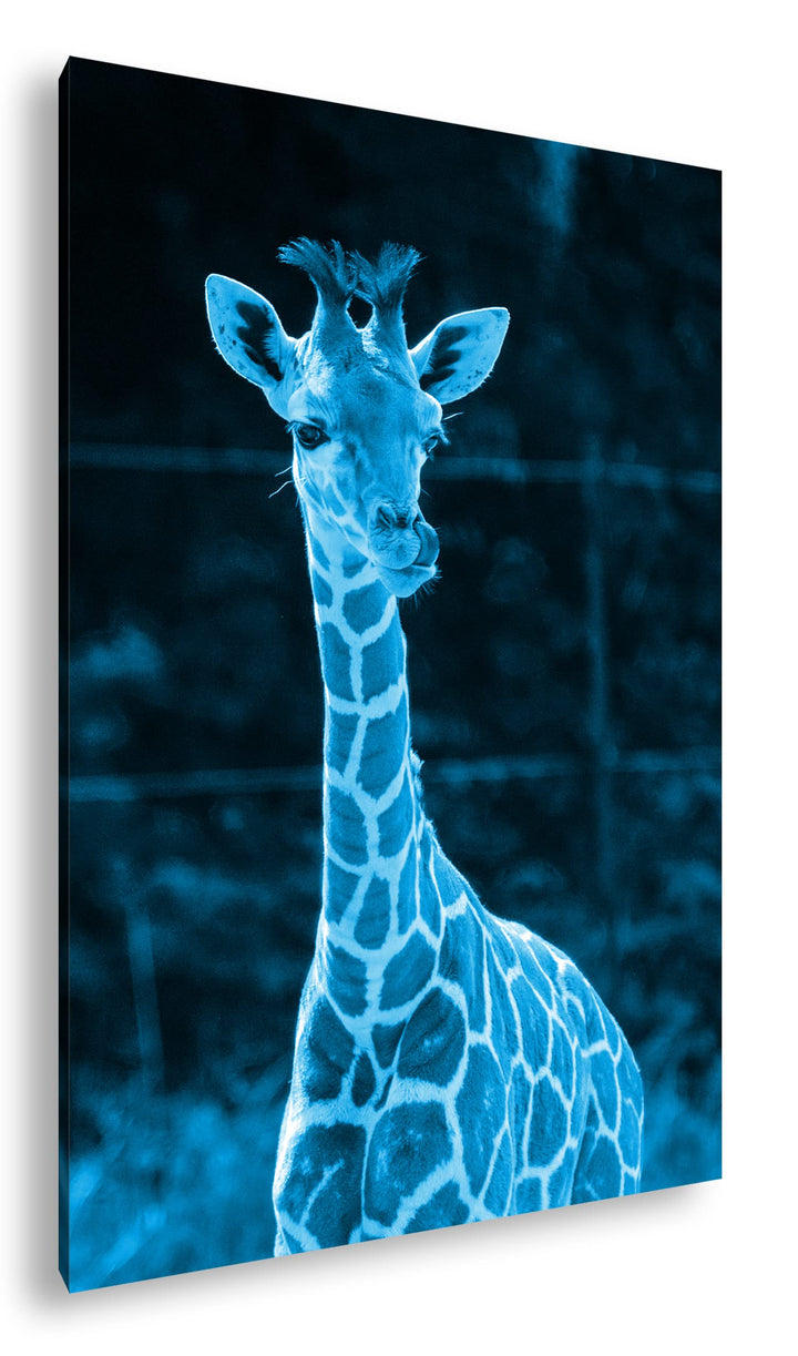 deyoli süsse junge Giraffe Format 100x70 Effekt: Monocrome Blau als Leinwandbild, Motiv fertig gerah