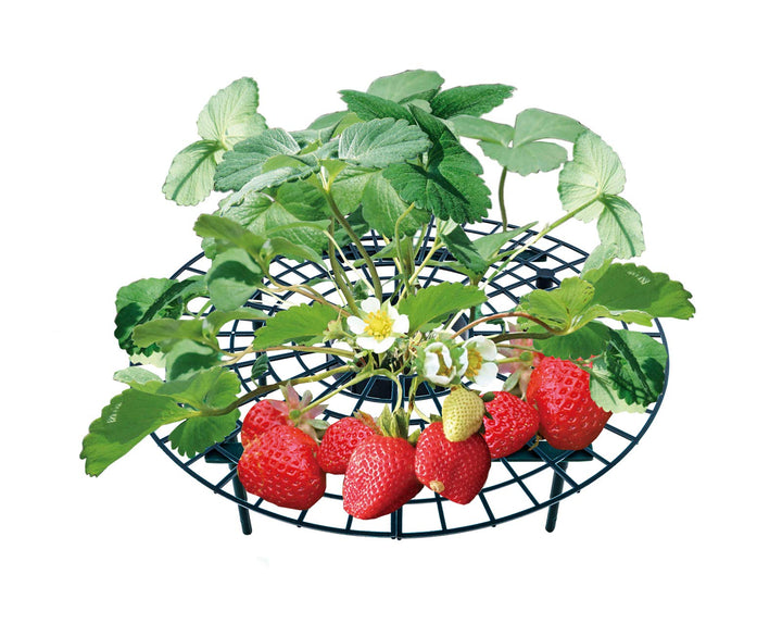 UPP Erdbeerreifer & Fruchtreifer | Einstellbare Erdbeerstützen für Erdbeeren, Salat, Tomaten, Pflanz