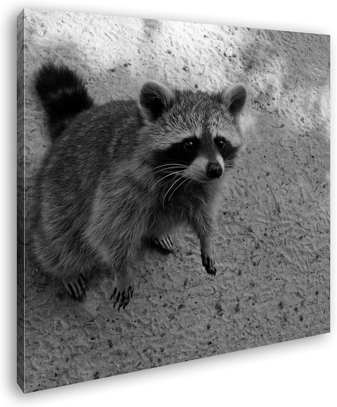 deyoli niedlicher Kleiner Waschbär Format: 70x70 Effekt: Schwarz&Weiss als Leinwandbild, Motiv ferti