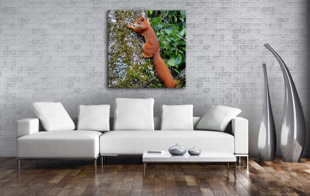 deyoli kleines niedliches Eichhörnchen auf einem Baum Format: 60x60 als Leinwandbild, Motiv fertig g