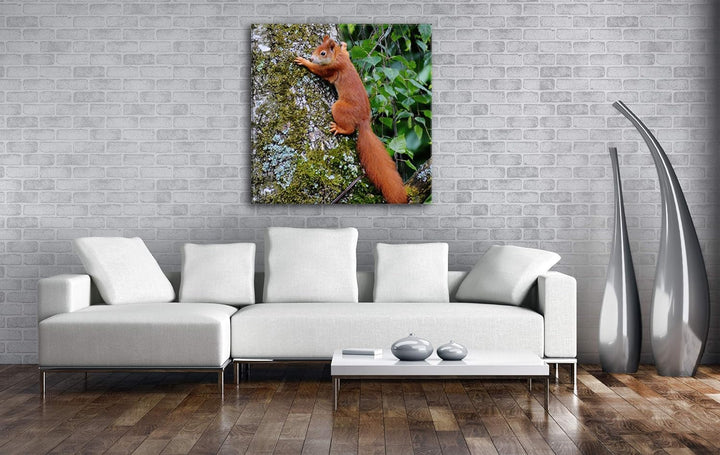 deyoli kleines niedliches Eichhörnchen auf einem Baum Format: 60x60 als Leinwandbild, Motiv fertig g
