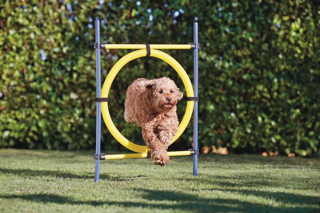 AniOne Agility Hurdle