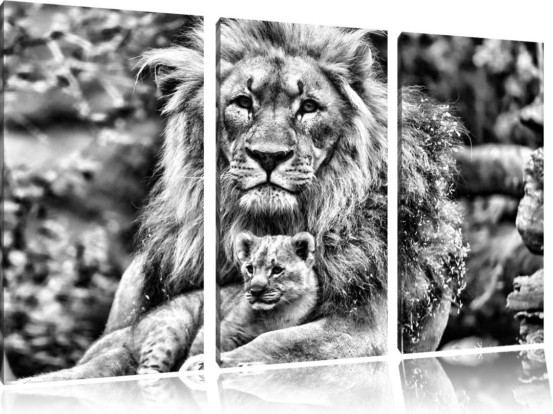 Pixxprint Löwe kuschelt mit Jungtier als Leinwandbild/Grösse: 3 Teilig (120x80) cm/Wandbild/Kunstdru