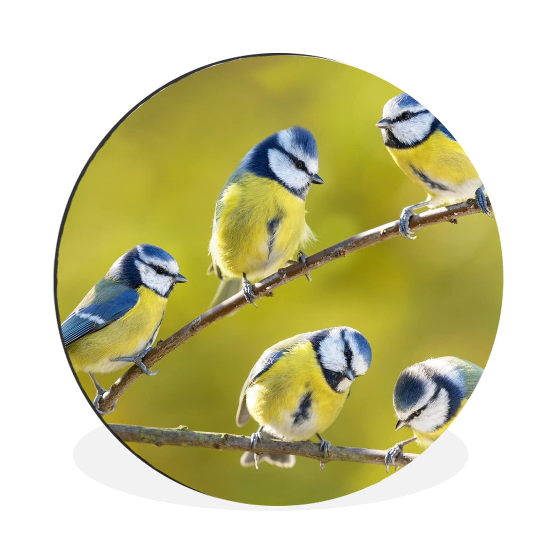 MuchoWow Wandbild Rund Wanddeko Deko Wohnzimmer Bilder 60x60 cm Vogel - Blaumeise - Äste - Sonne