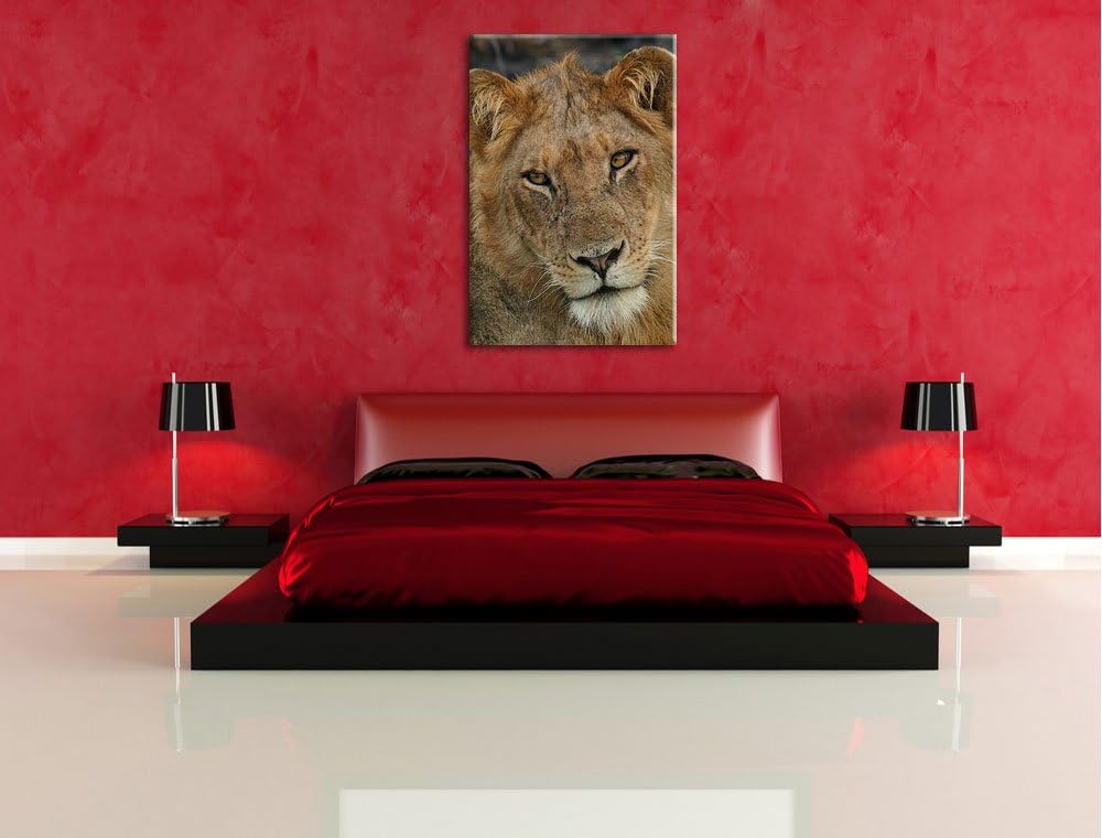 Pixxprint Löwenteenager Leinwand, XXL riesige Bilder fertig gerahmt mit Keilrahmen, Kunstdruck auf W