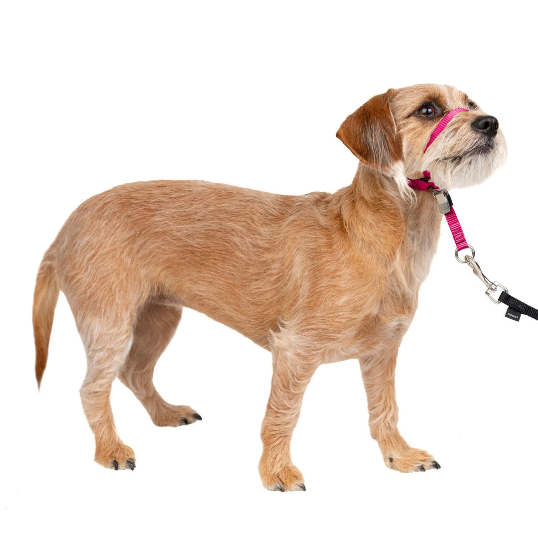 PetSafe Sanfter Führer Halsband mit Trainings-DVD Himbeerrosa Small Up to 25 Lb., Himbeerrosa Small