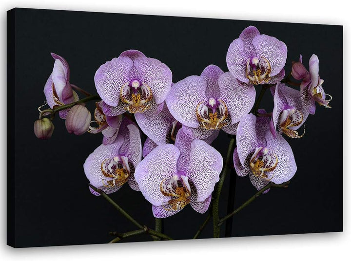 Leinwandbild XXL Orchideen Wandbild Kunst für Schlafzimmer Violett 120x80 cm Leinwandbild 120x80 cm