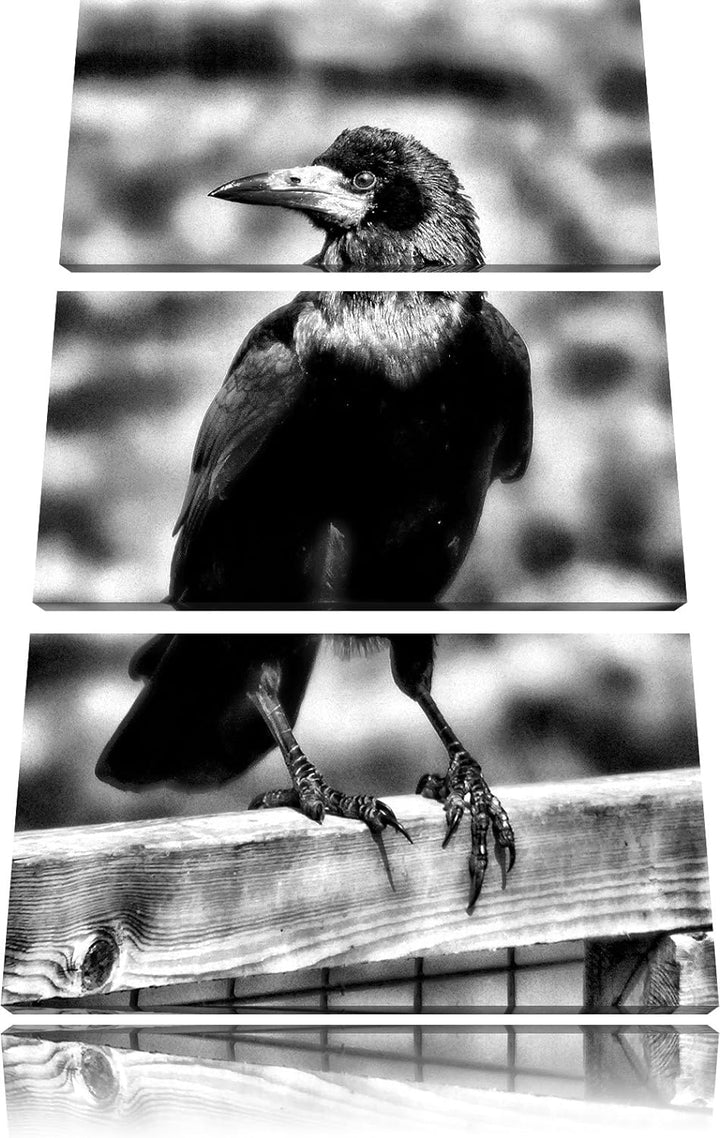Pixxprint prachtvoller Rabe als Leinwandbild/Grösse: 3 Teilig (120x80) cm/Wandbild/Kunstdruck/fertig