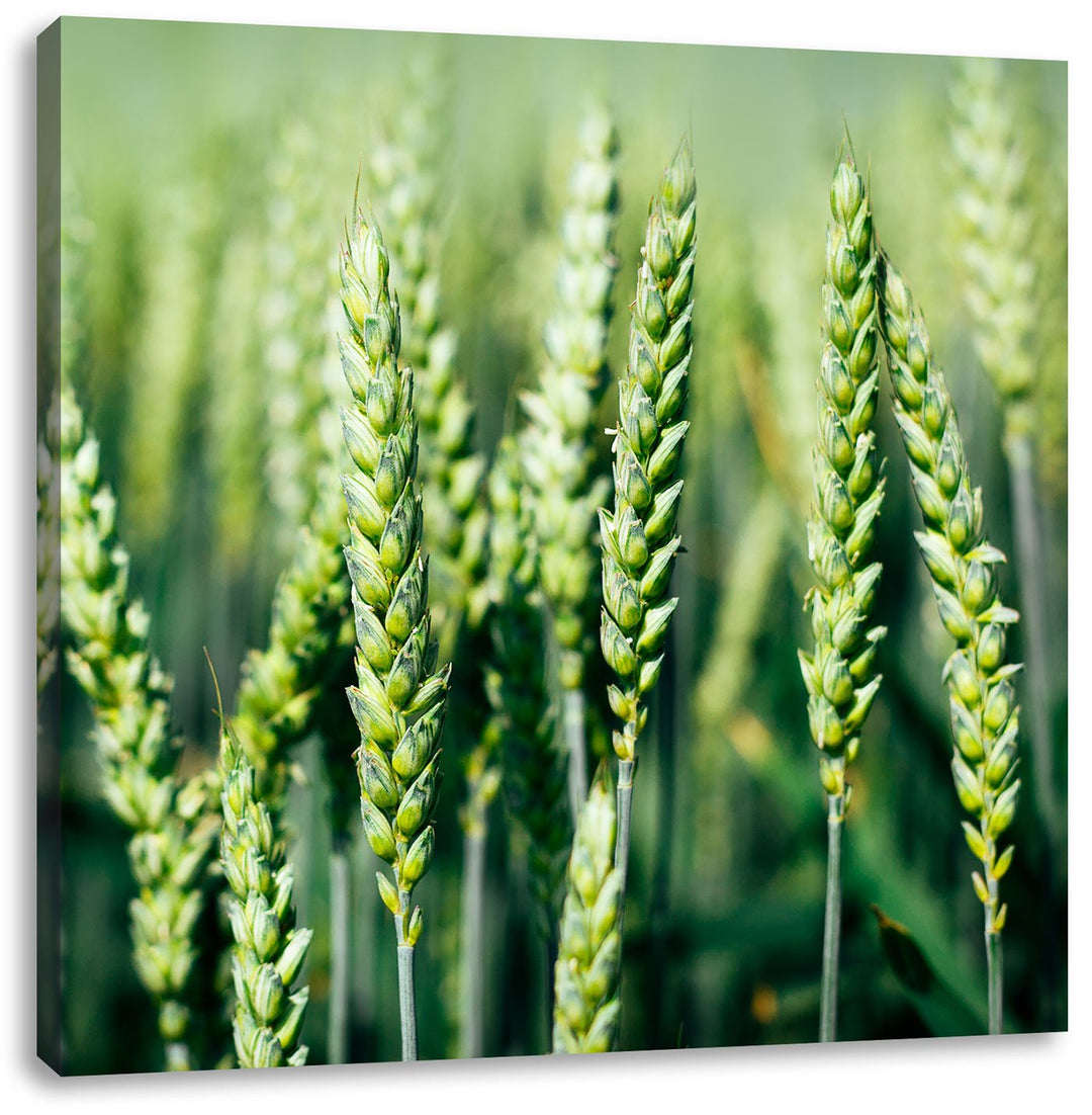 Grüne Weizen auf dem Feld, Format: 70x70 auf Leinwand, XXL riesige Bilder fertig gerahmt mit Keilrah