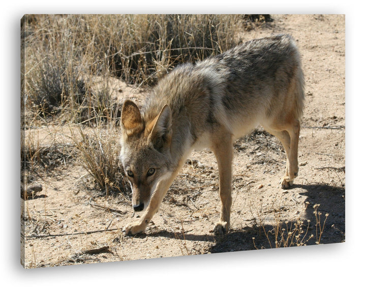 deyoli Fixierter Wolf in Wüstenlandschaft Format: 80x60 als Leinwandbild, Motiv fertig gerahmt auf E