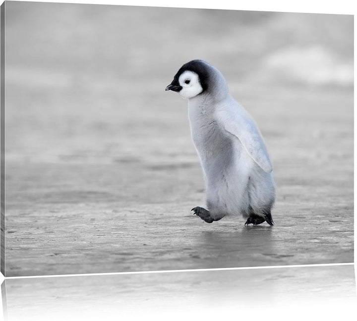 Pixxprint Niedliches Kaiserpinguinkücken als Leinwandbild/Grösse: 100x70 cm/Wandbild/Kunstdruck/fert