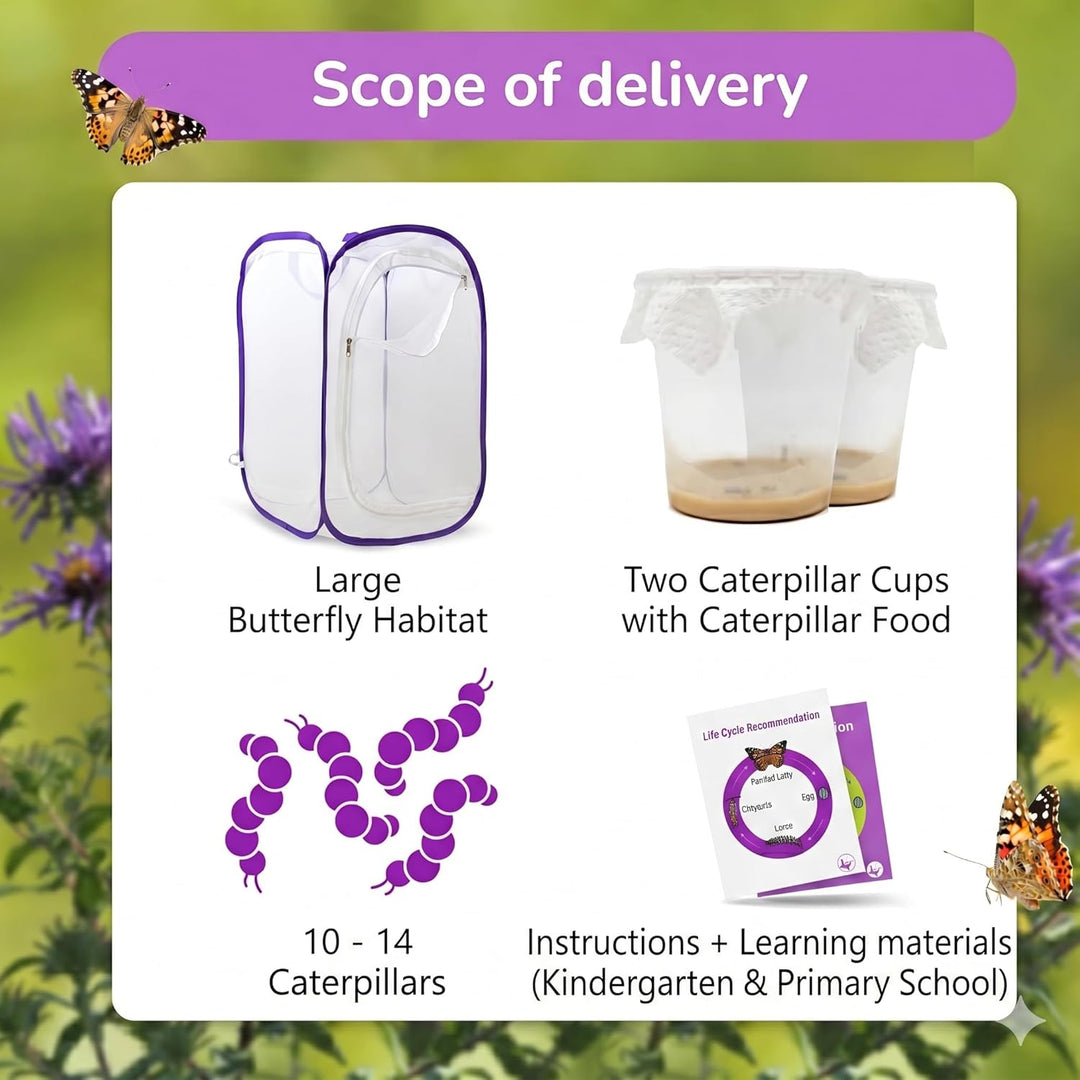 Schmetterlingszucht-Set für Kinder | Ca. 14 Raupen + grossem Habitat (40x40x60 cm) | GRATIS E-Book +