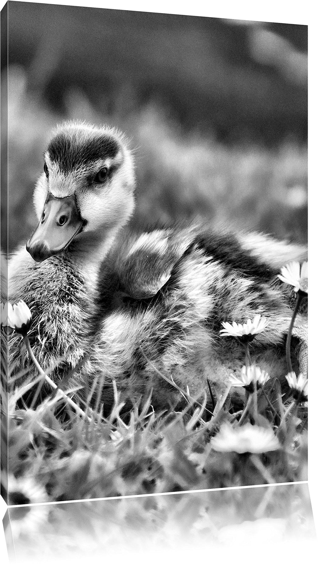 Pixxprint Monocrome, Enten auf Wiese, Format: 100x70 auf Leinwand, 100x70