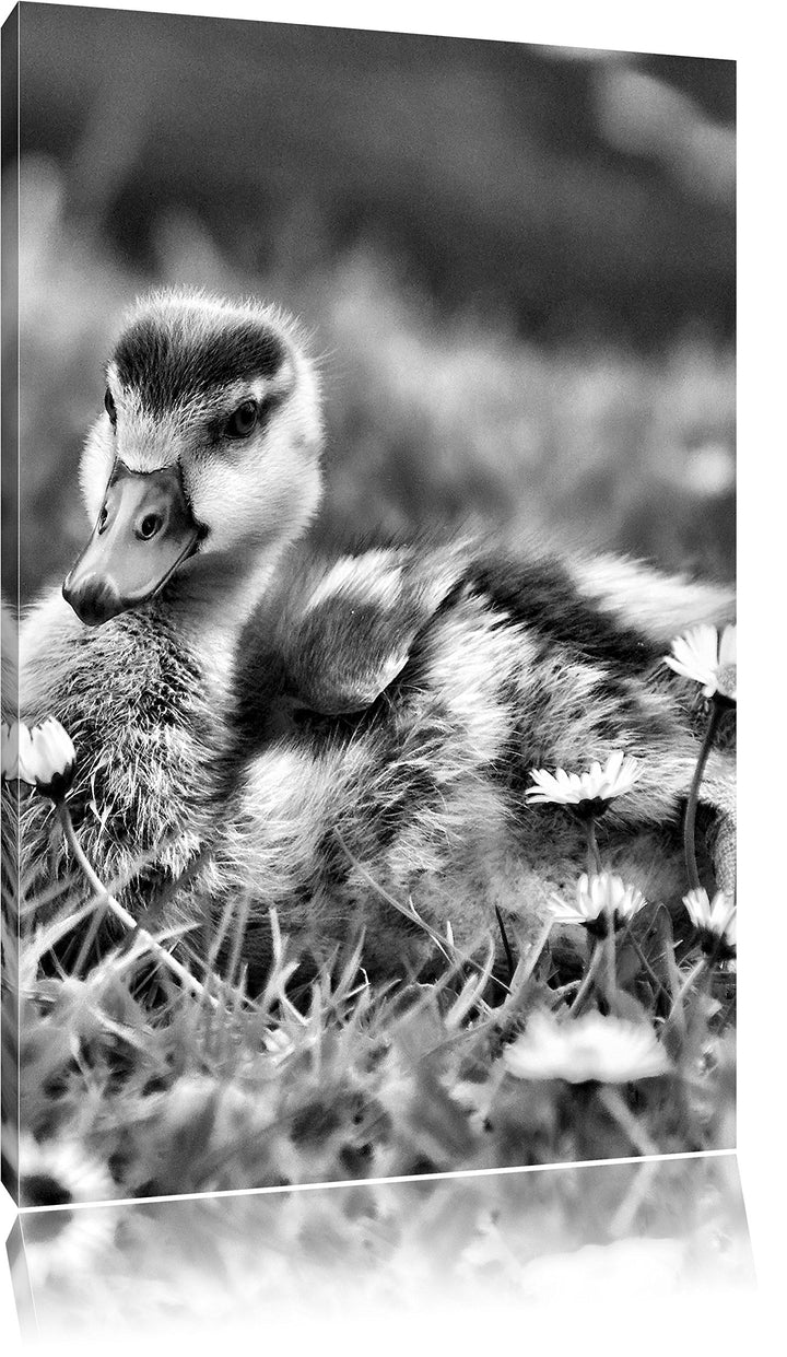 Pixxprint Monocrome, Enten auf Wiese, Format: 100x70 auf Leinwand, 100x70