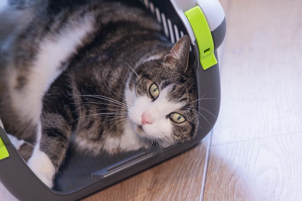 Beeztees Rhino, Transportbox, für kleine Hunde und Katzen, grau/grün, 51x34,5x33 cm