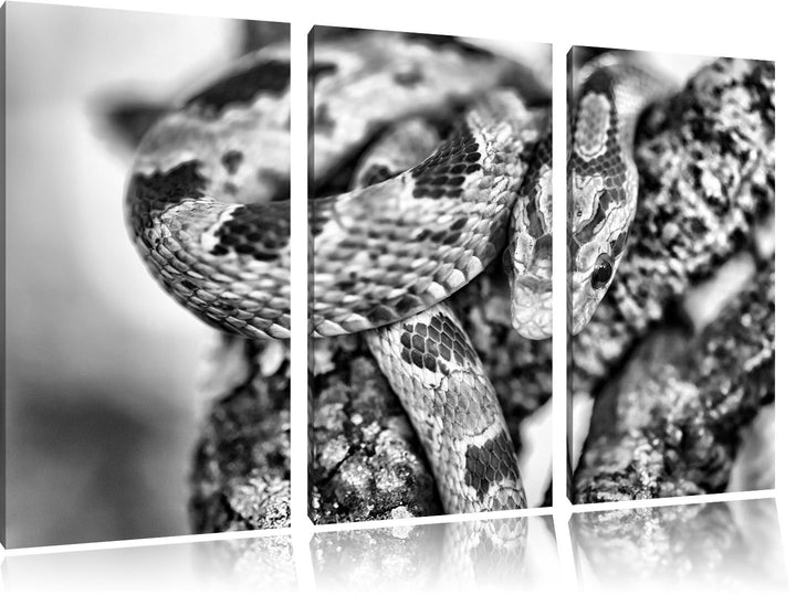 Pixxprint ruhende Kornnatter als Leinwandbild/Grösse: 3 Teilig (120x80) cm/Wandbild/Kunstdruck/ferti