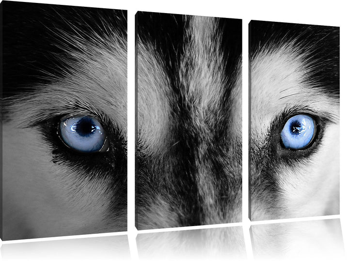 Pixxprint Eisblaue Huskyaugen als Leinwandbild/Grösse: 3 Teilig (120x80 cm) cm/Wandbild/Kunstdruck/f