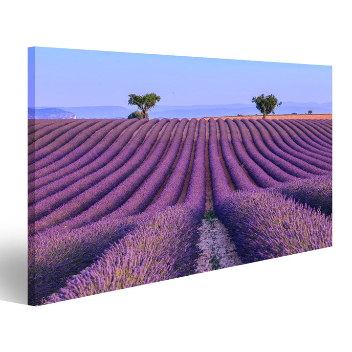 islandburner Bild auf Leinwand Lavendelfeld bei Valensole Frankreich Sommerlandschaft Provence Wandb
