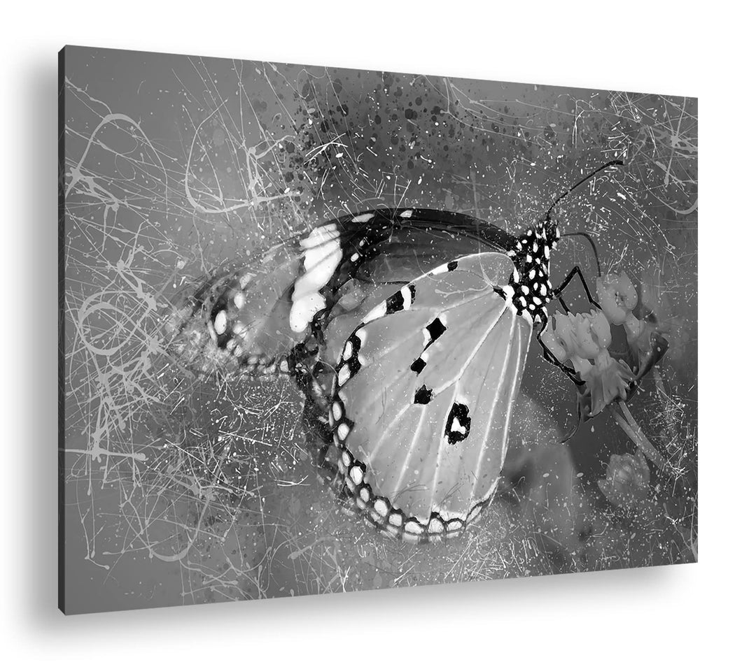 deyoli kleiner Schmetterling auf Nahrungssuche Format: 80x60 als Leinwand, Effekt: Schwarz&amp;Weiss, Mo