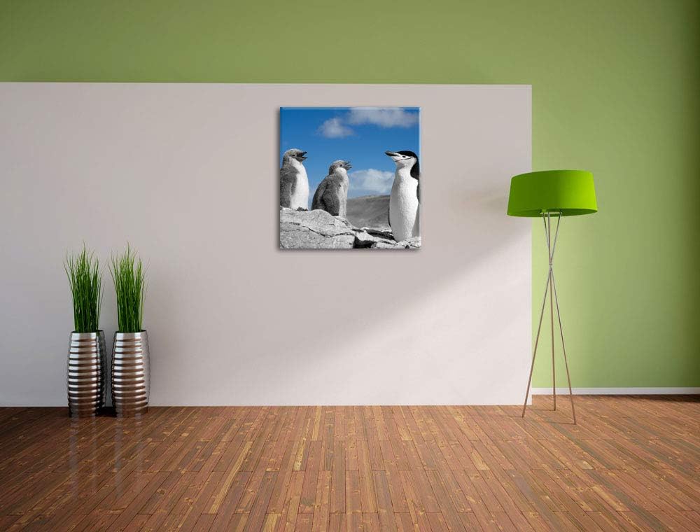 süsse Pinguine schwarz/weiss, Format: 70x70 auf Leinwand, XXL riesige Bilder fertig gerahmt mit Keil