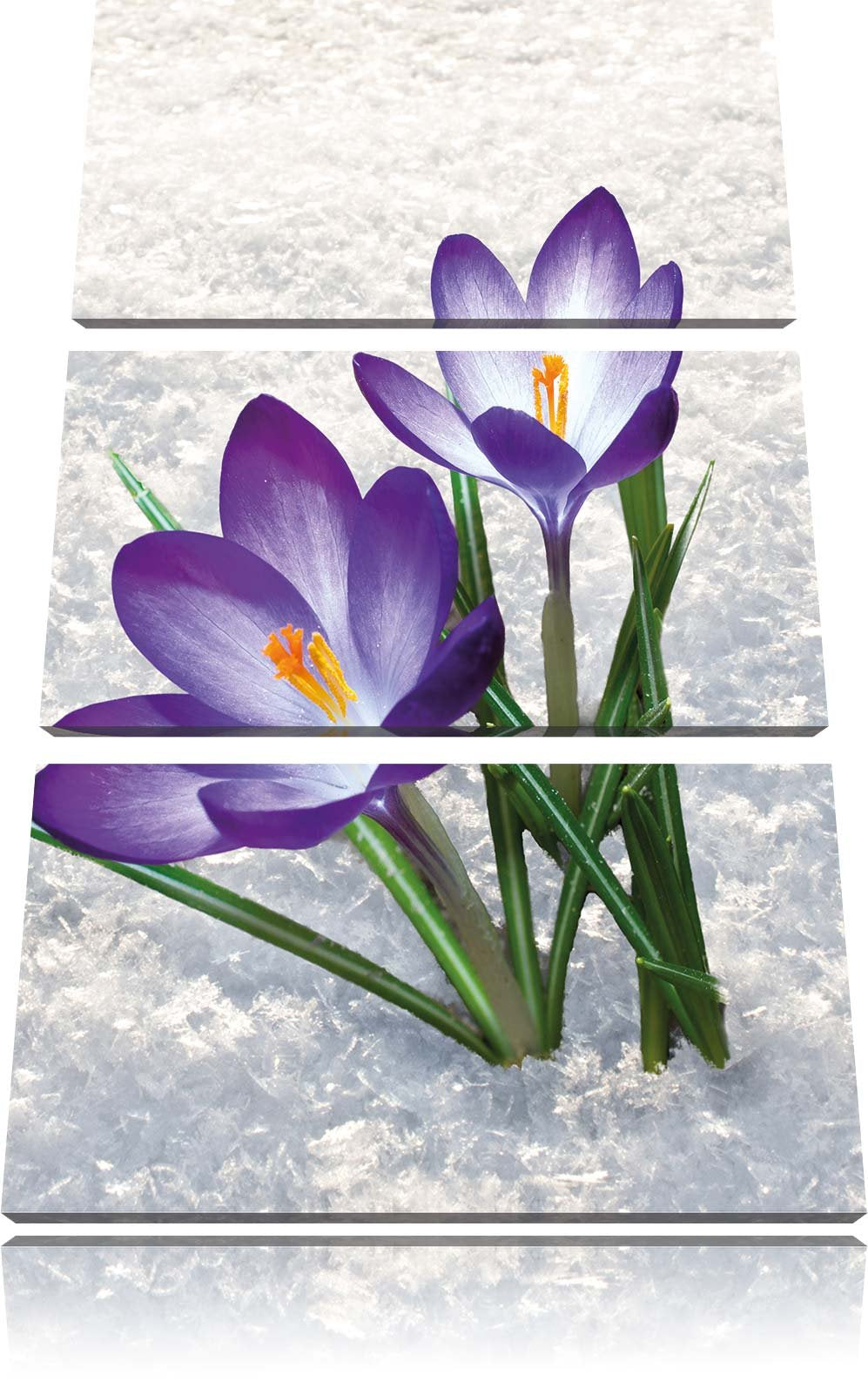 Pixxprint Lila Krokusse im Schnee als Leinwandbild/Grösse: 3 Teilig (120x80) / Wandbild/Kunstdruck/f