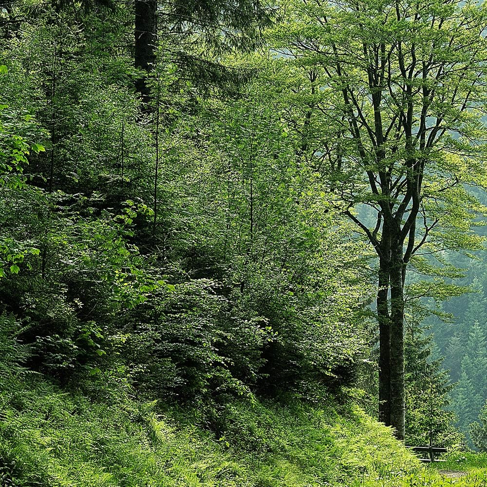Feeby Wanddeko XXL Landschaft Leinwandbild 5 Teilig Natur Wald Bäume grün 100x70 cm Leinwandbild 100