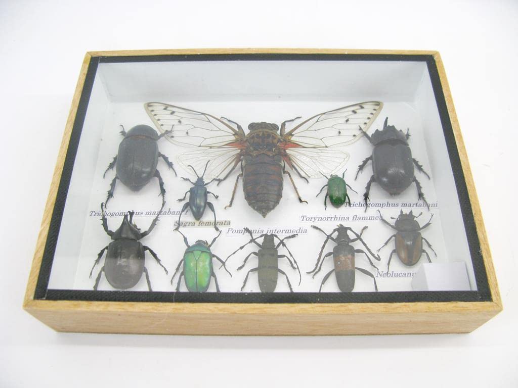 Echte exotische riesige Käfer, Insekten und Krabbler im 3D Schaukasten aus Holz - Insekten - Taxider