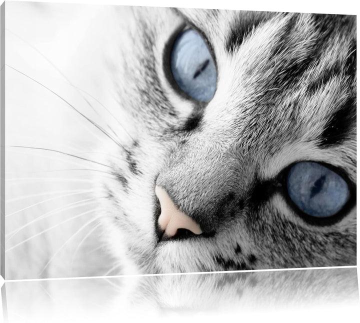 schöne Katzenaugen schwarz/weiss Format: 100x70 auf Leinwand, XXL riesige Bilder fertig gerahmt mit