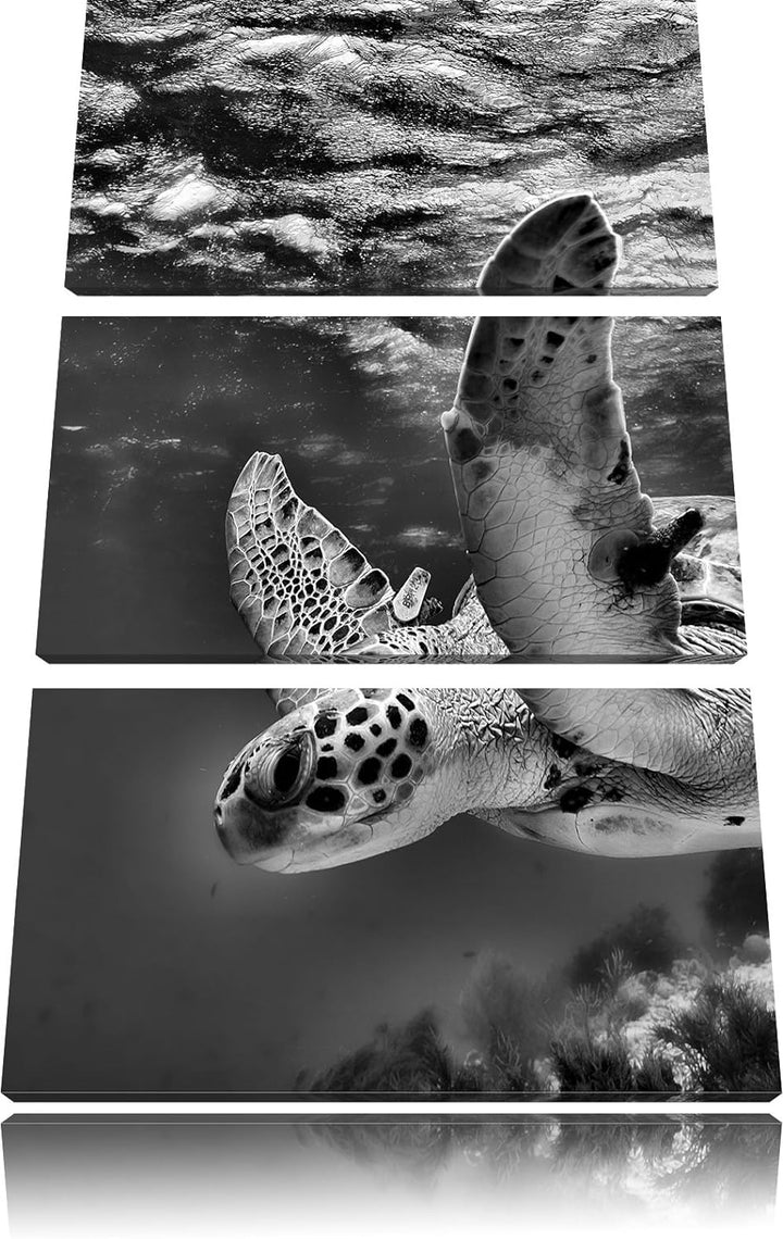 Pixxprint Schildkröte im Riff als Leinwandbild/Grösse: 3 Teilig (120x80) cm/Wandbild/Kunstdruck/fert