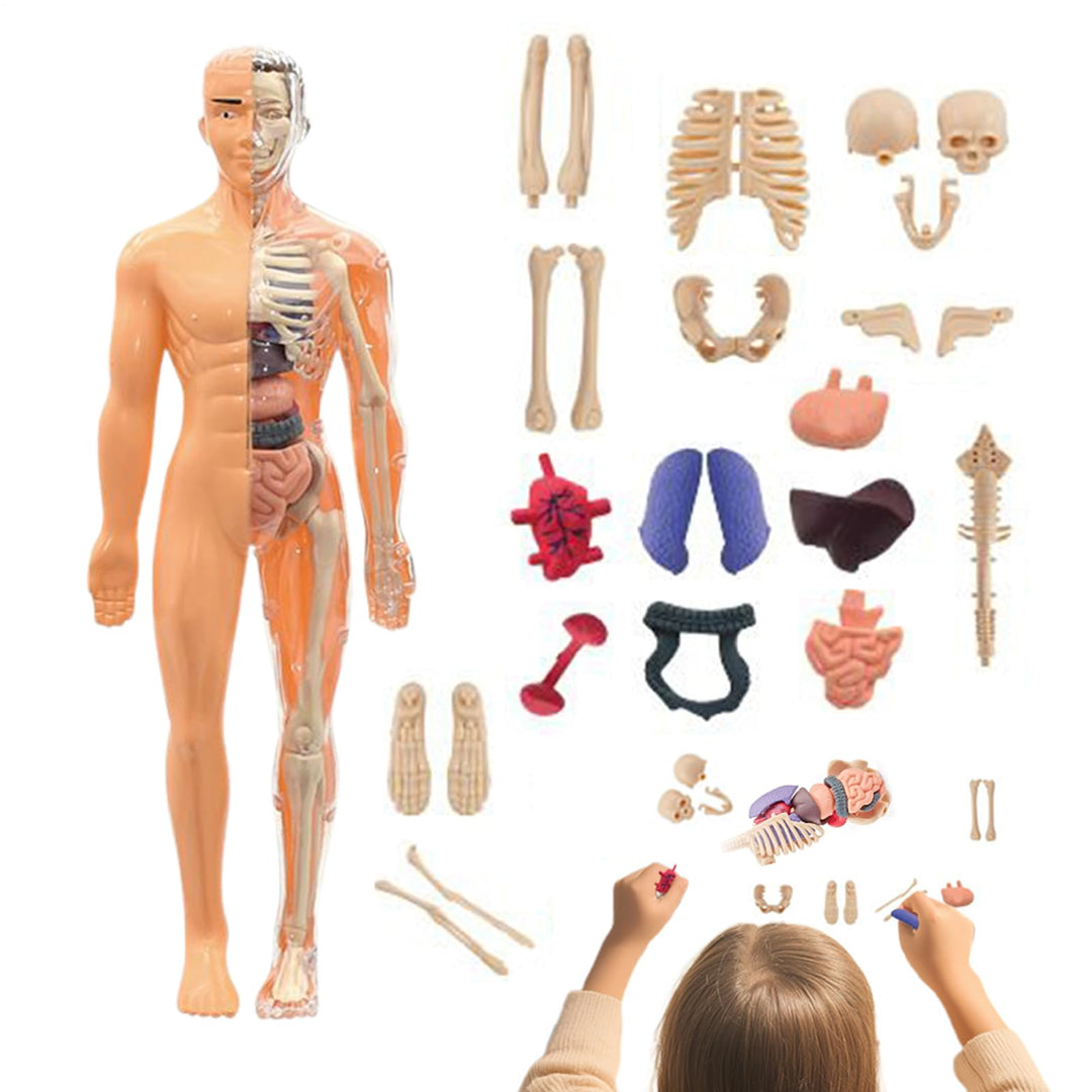 Anatomiemodell Für Kinder 3D | Menschlicher Torso Anatomisches Modell - Lehrreiches Bauspielzeug für