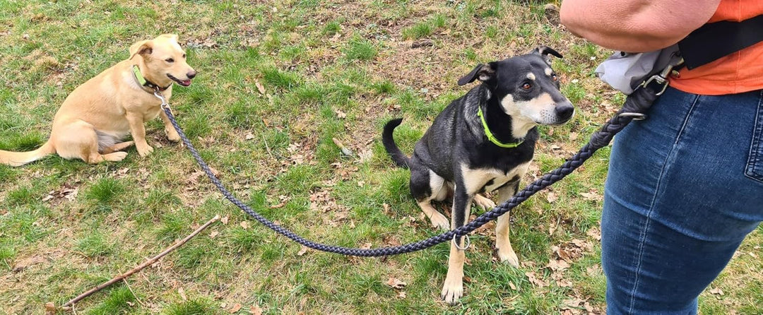 Daily Bag – Hüfttasche mit Trinkflaschenhalterung und Leckerlibeutel für Hundespaziergänge und Hunde