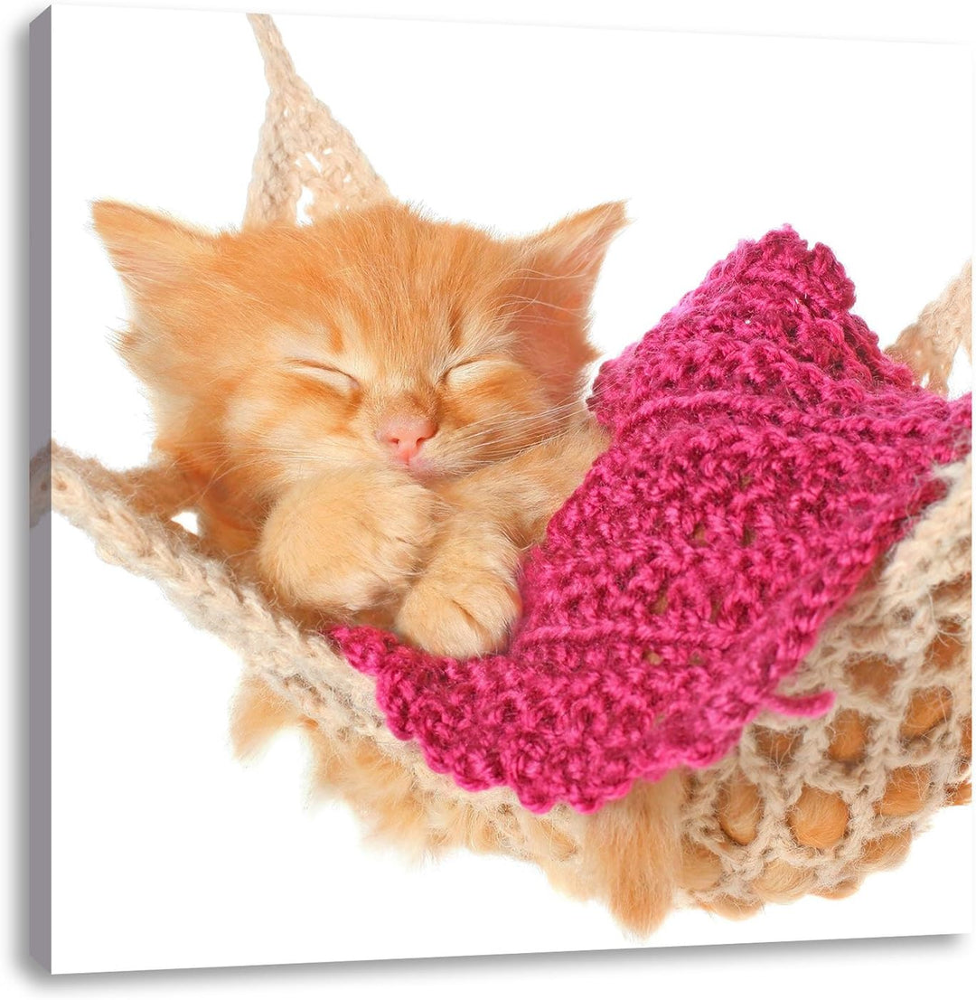 Pixxprint Katzenbaby in Hängematte als Leinwandbild Quadratisch/Grösse: 70x70 / Wandbild/Kunstdruck/