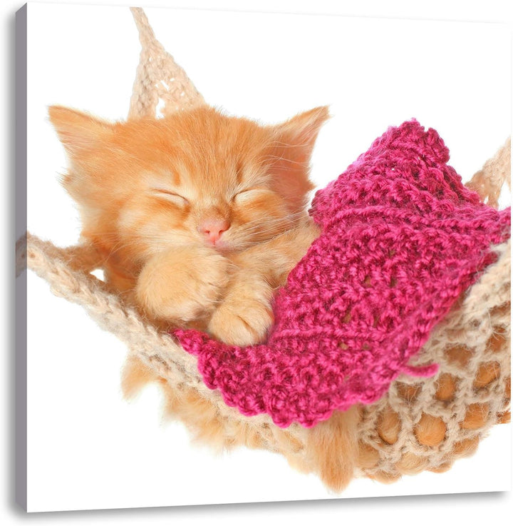 Pixxprint Katzenbaby in Hängematte als Leinwandbild Quadratisch/Grösse: 70x70 / Wandbild/Kunstdruck/