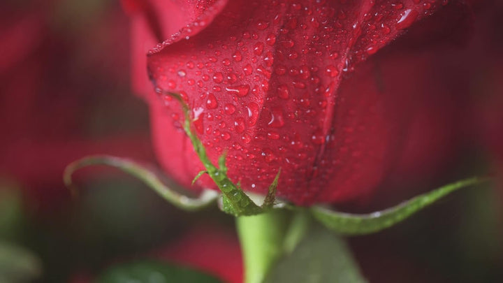 Nikon Z9 (Spiegellose Vollformat Profi-Systemkamera, 45.7 MP, 8k Video und Foto, 493 AF-Messfelder,