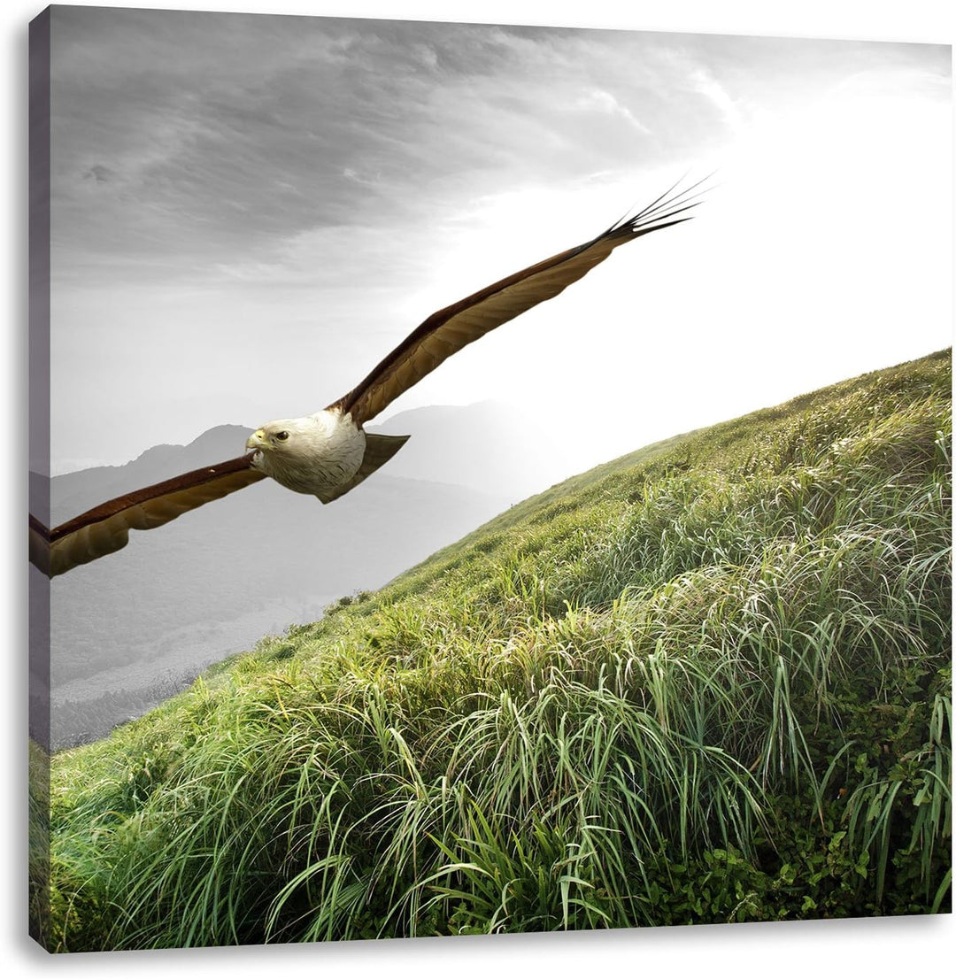 Pixxprint Majestätischer Weisskopfseeadler als Leinwandbild/Grösse: 70x70 cm/Wandbild/Kunstdruck/fer