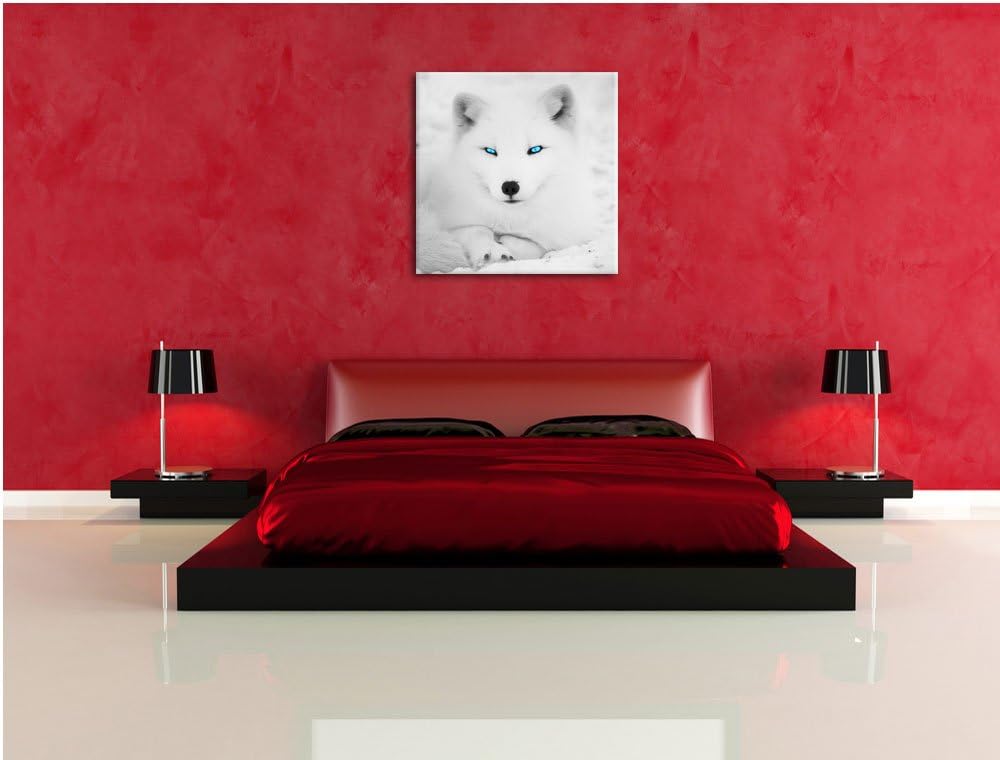 Pixxprint liegender Polarfuchs mit strahlenden Augen schwarz/weiss, Format: 70x70 auf Leinwand, XXL